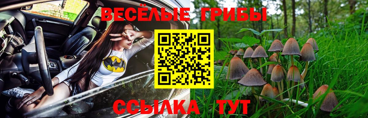 Псилоцибиновые грибы Psilocybe Котельники